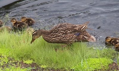 [Momma bent down to eat something from the grass at the edge of the water while four ducklings are in the water above her and two ducklings below her. The light-colored patch almost looks like a one inch swath of white eye shadow makeup.]